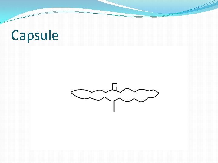 Capsule 