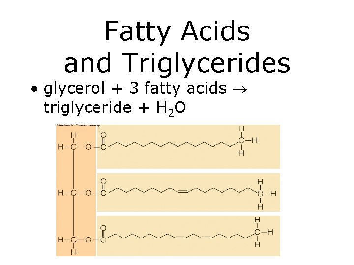 Fatty Acids and Triglycerides • glycerol + 3 fatty acids triglyceride + H 2