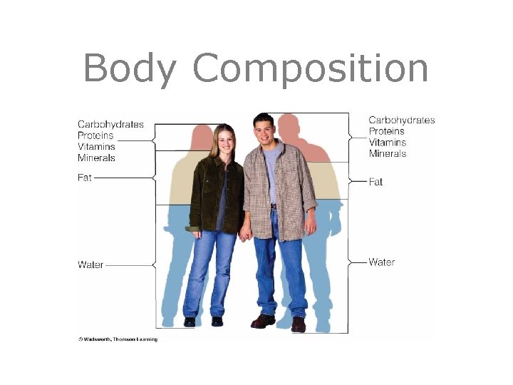 Body Composition 