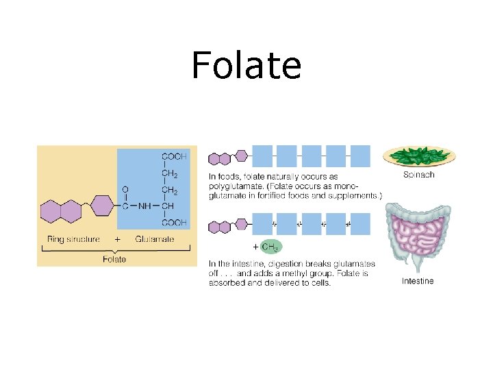 Folate 