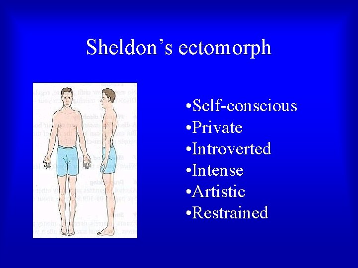 Sheldon’s ectomorph • Self-conscious • Private • Introverted • Intense • Artistic • Restrained