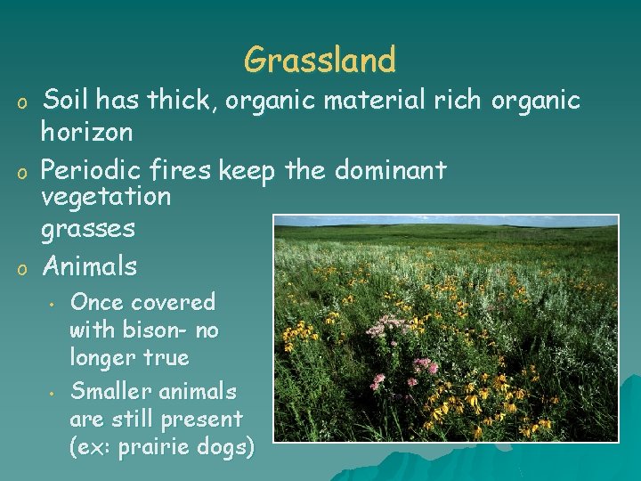 Grassland o o o Soil has thick, organic material rich organic horizon Periodic fires