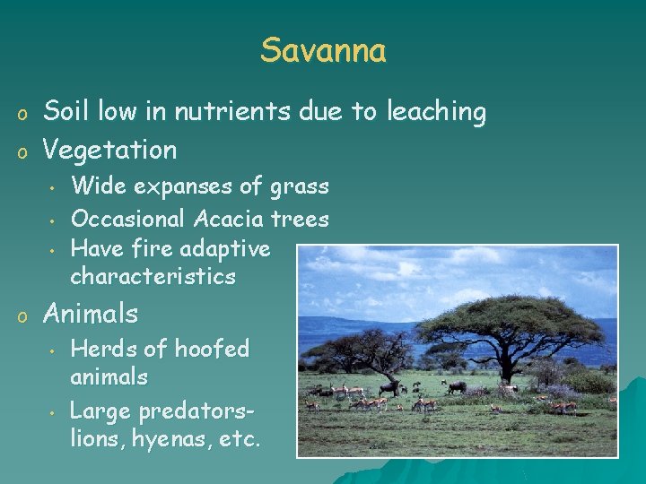 Savanna o o Soil low in nutrients due to leaching Vegetation • • •