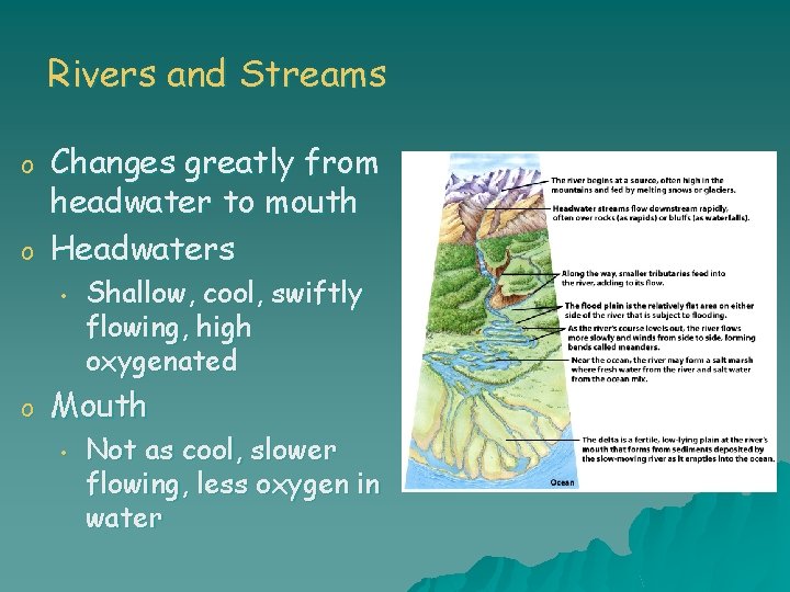 Rivers and Streams o o Changes greatly from headwater to mouth Headwaters • o