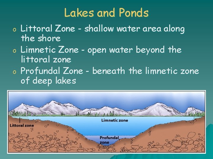 Lakes and Ponds o o o Littoral Zone - shallow water area along the