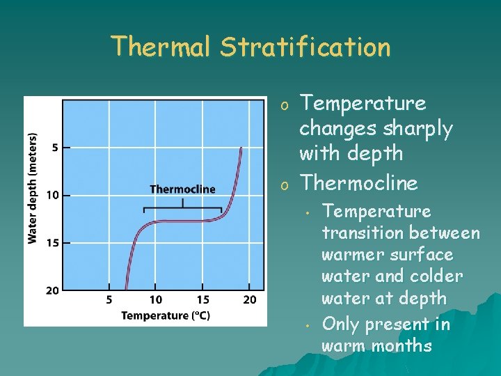 Thermal Stratification o o Temperature changes sharply with depth Thermocline • • Temperature transition