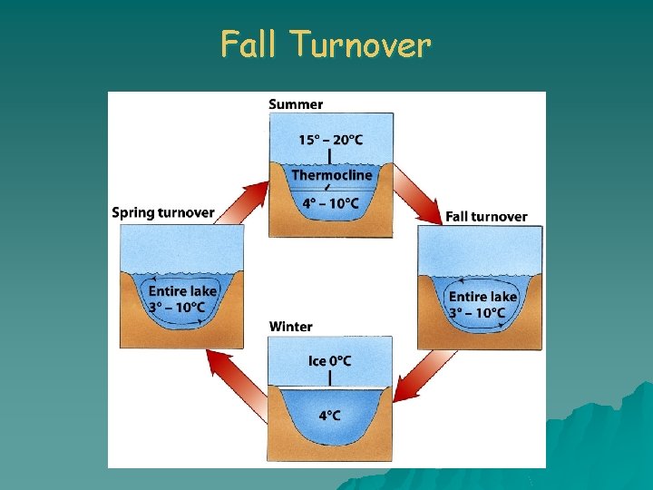 Fall Turnover 