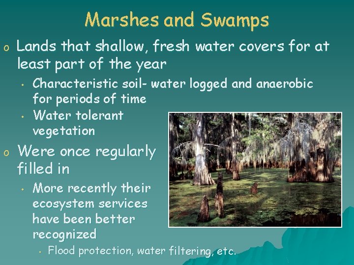 Marshes and Swamps o Lands that shallow, fresh water covers for at least part