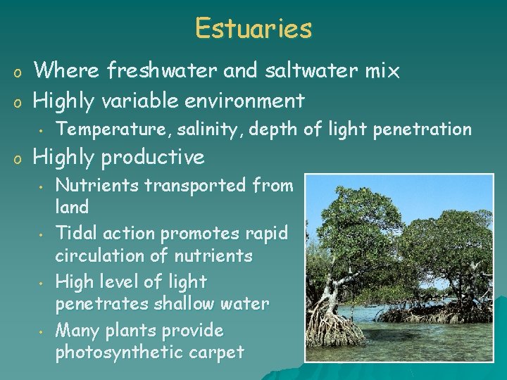 Estuaries o o Where freshwater and saltwater mix Highly variable environment • o Temperature,
