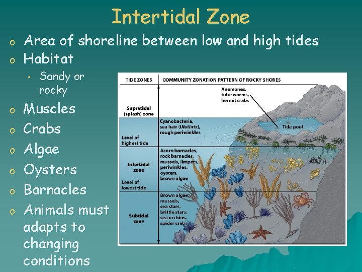Intertidal Zone o o Area of shoreline between low and high tides Habitat •