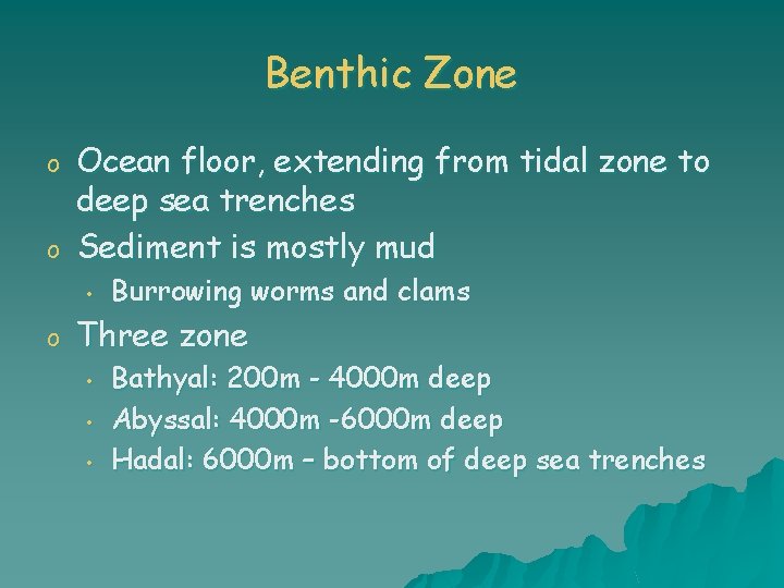 Benthic Zone o o Ocean floor, extending from tidal zone to deep sea trenches