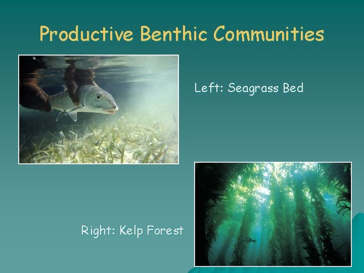 Productive Benthic Communities Left: Seagrass Bed Right: Kelp Forest 