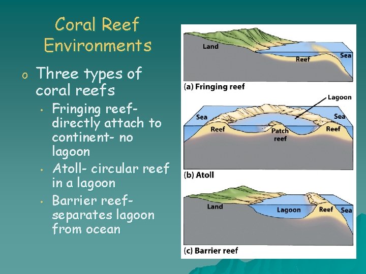 Coral Reef Environments o Three types of coral reefs • • • Fringing reefdirectly