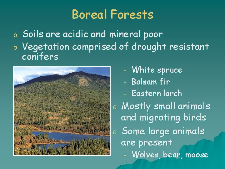 Boreal Forests o o Soils are acidic and mineral poor Vegetation comprised of drought