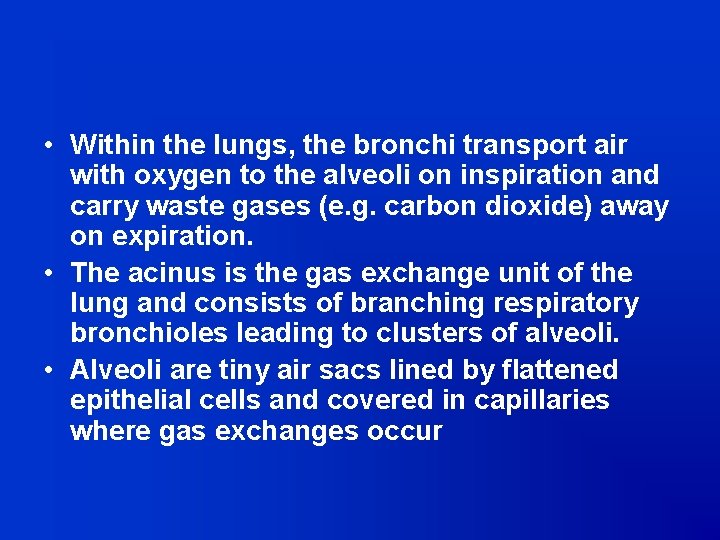  • Within the lungs, the bronchi transport air with oxygen to the alveoli