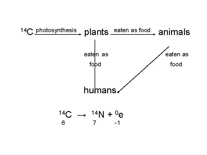 14 C photosynthesis plants eaten as food humans 14 C 6 animals → 14