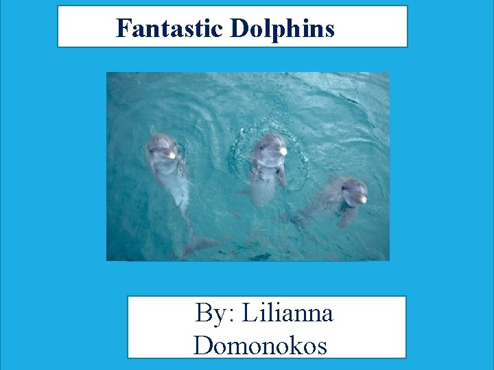 Fantastic Dolphins By: Lilianna Domonokos 