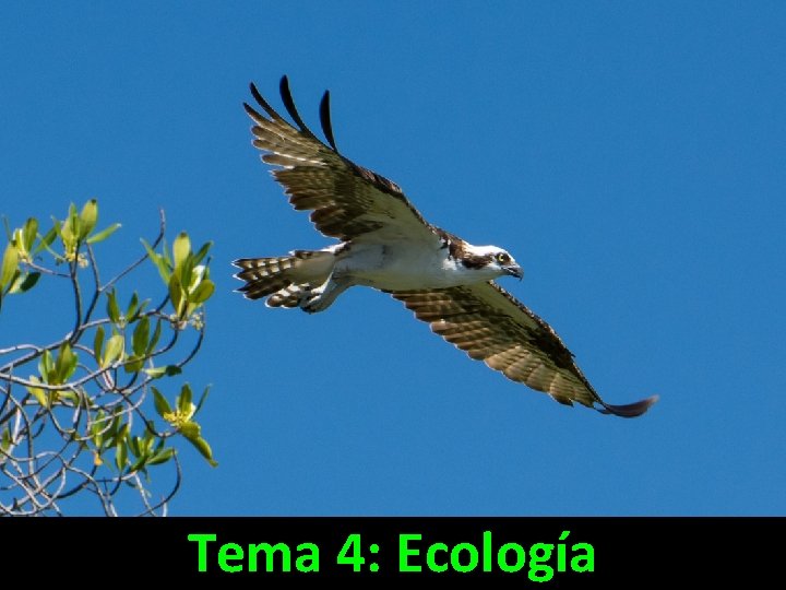 Tema 4: Ecología 