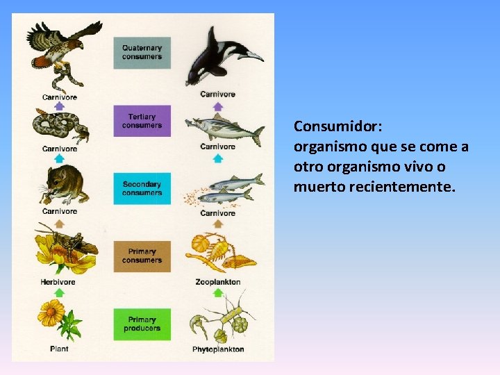 Consumidor: organismo que se come a otro organismo vivo o muerto recientemente. 