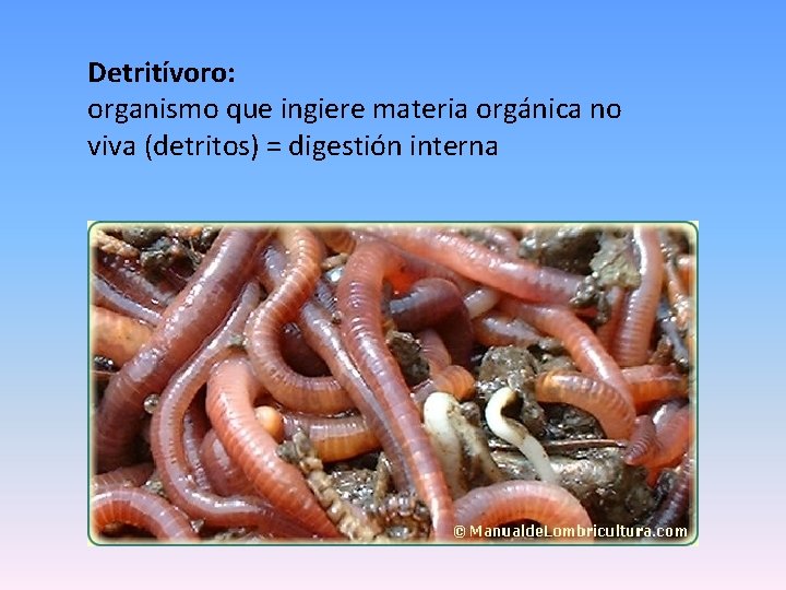 Detritívoro: organismo que ingiere materia orgánica no viva (detritos) = digestión interna 