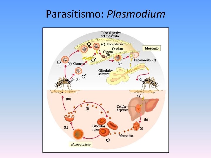 Parasitismo: Plasmodium 