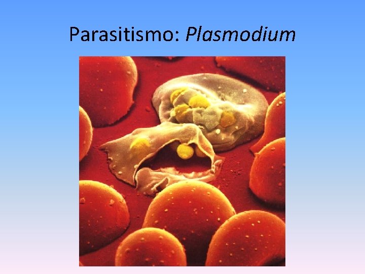 Parasitismo: Plasmodium 