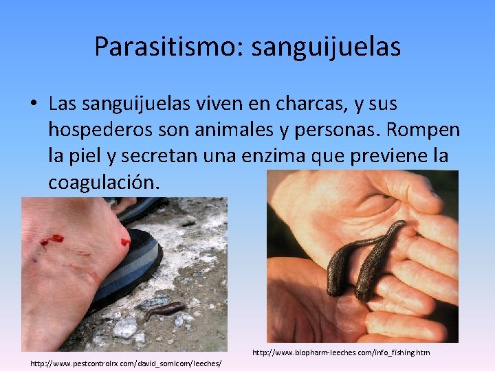 Parasitismo: sanguijuelas • Las sanguijuelas viven en charcas, y sus hospederos son animales y