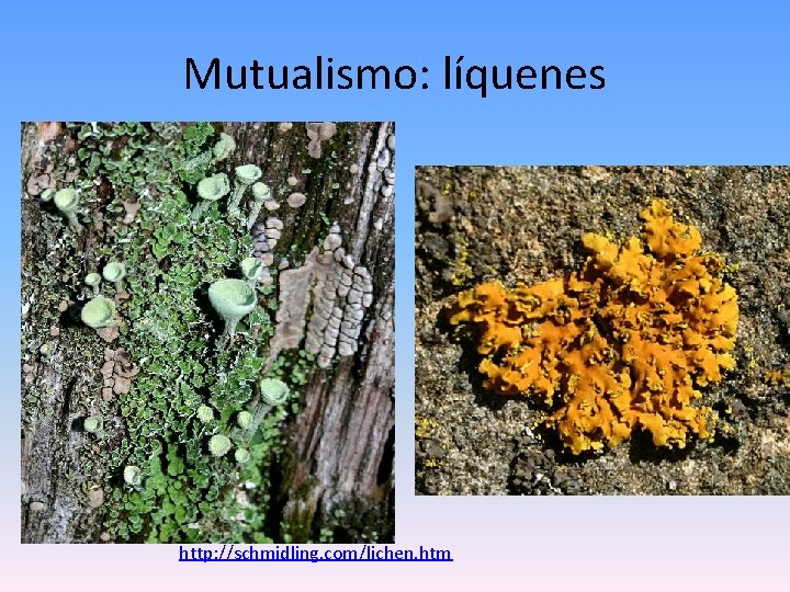 Mutualismo: líquenes http: //schmidling. com/lichen. htm 
