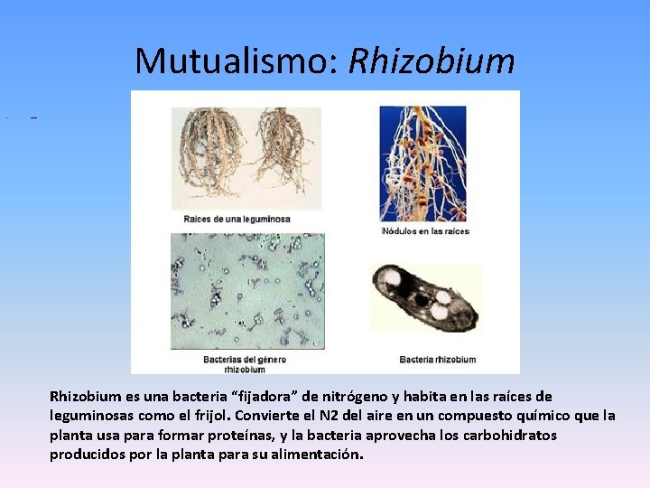 Mutualismo: Rhizobium • qqqqqqq Rhizobium es una bacteria “fijadora” de nitrógeno y habita en