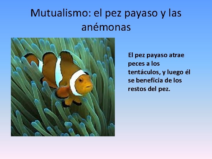 Mutualismo: el pez payaso y las anémonas El pez payaso atrae peces a los