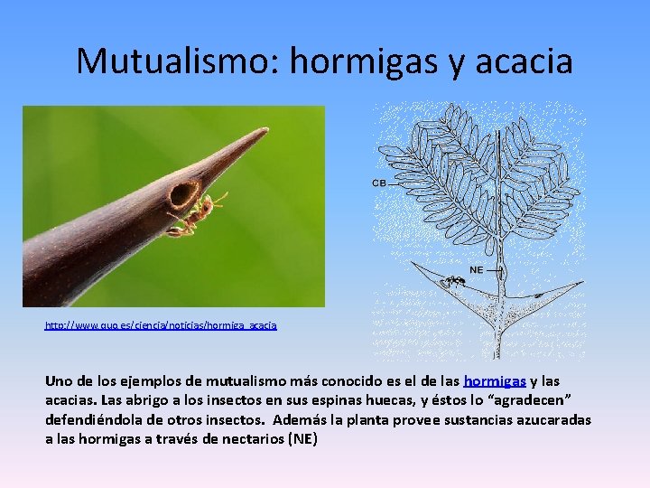 Mutualismo: hormigas y acacia http: //www. quo. es/ciencia/noticias/hormiga_acacia Uno de los ejemplos de mutualismo