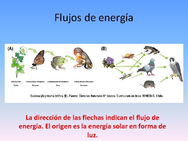 Flujos de energía La dirección de las flechas indican el flujo de energía. El