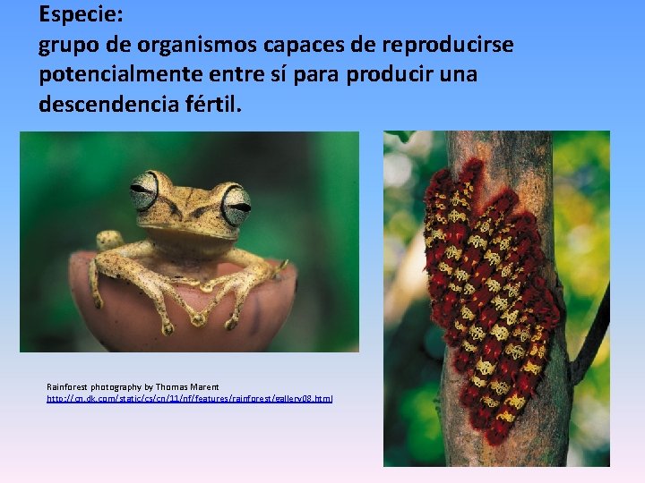 Especie: grupo de organismos capaces de reproducirse potencialmente entre sí para producir una descendencia