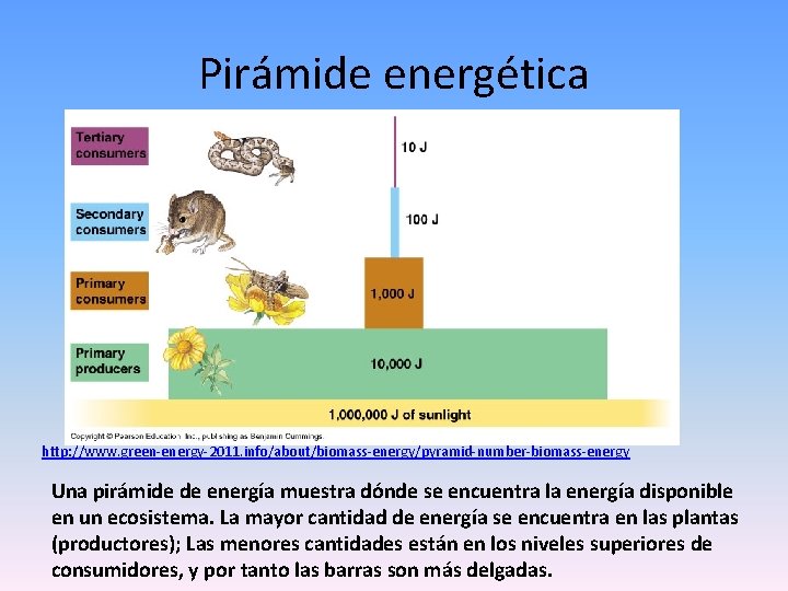 Pirámide energética http: //www. green-energy-2011. info/about/biomass-energy/pyramid-number-biomass-energy Una pirámide de energía muestra dónde se encuentra
