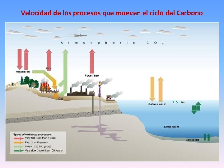 Velocidad de los procesos que mueven el ciclo del Carbono 