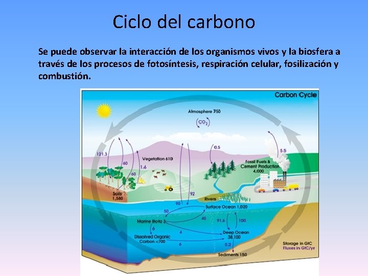 Ciclo del carbono Se puede observar la interacción de los organismos vivos y la