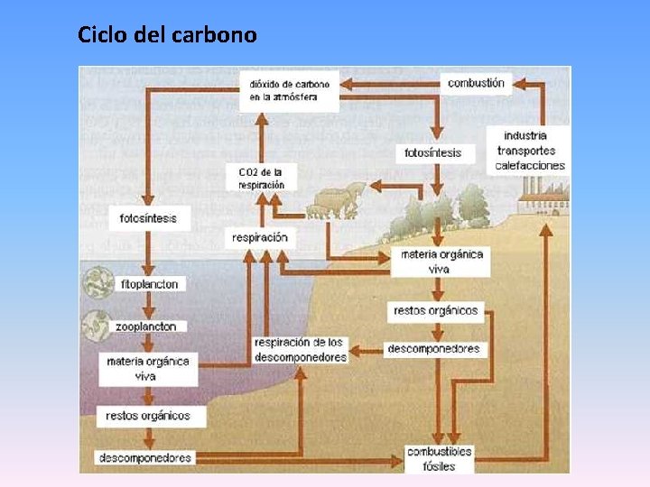 Ciclo del carbono 