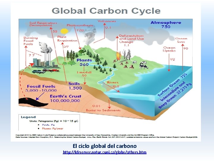 El ciclo global del carbono http: //kfrserver. natur. cuni. cz/globe/others. htm 