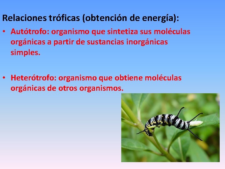 Relaciones tróficas (obtención de energía): • Autótrofo: organismo que sintetiza sus moléculas orgánicas a