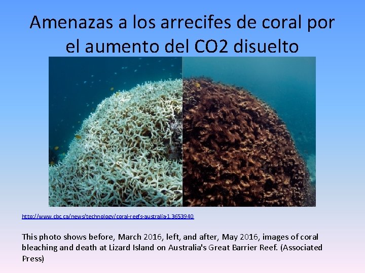 Amenazas a los arrecifes de coral por el aumento del CO 2 disuelto http: