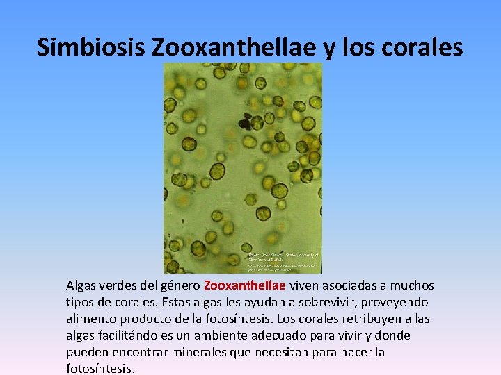 Simbiosis Zooxanthellae y los corales Algas verdes del género Zooxanthellae viven asociadas a muchos