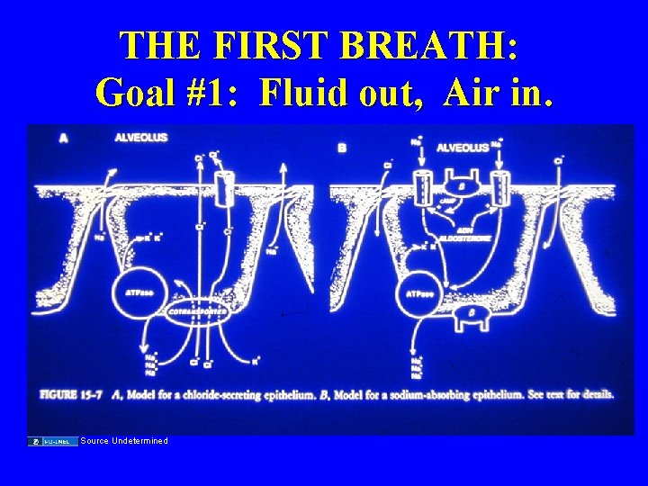 THE FIRST BREATH: Goal #1: Fluid out, Air in. Source Undetermined 