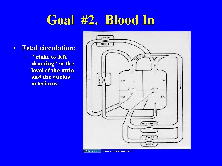 Goal #2. Blood In • Fetal circulation: – “right-to-left shunting” at the level of