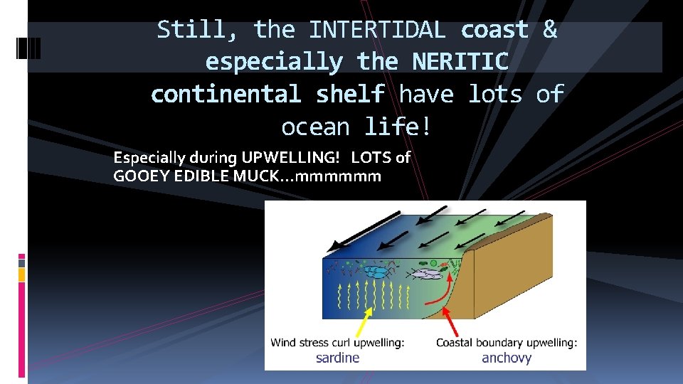 Still, the INTERTIDAL coast & especially the NERITIC continental shelf have lots of ocean