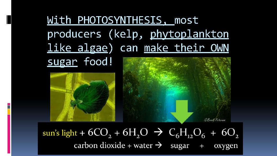With PHOTOSYNTHESIS, most producers (kelp, phytoplankton like algae) can make their OWN sugar food!