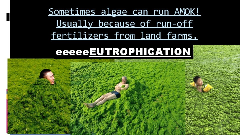 Sometimes algae can run AMOK! Usually because of run-off fertilizers from land farms. eeeee.