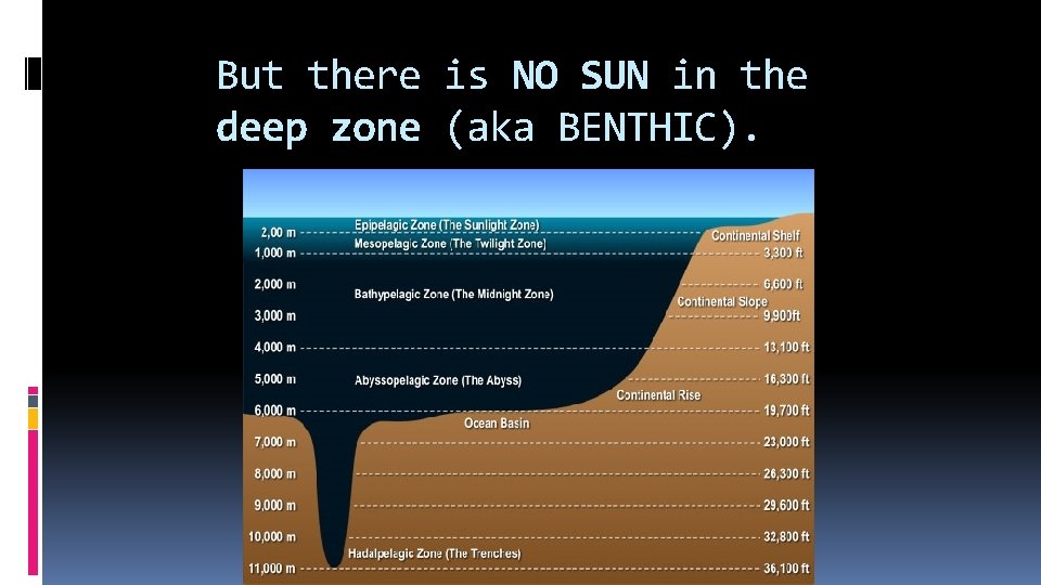 But there is NO SUN in the deep zone (aka BENTHIC). 