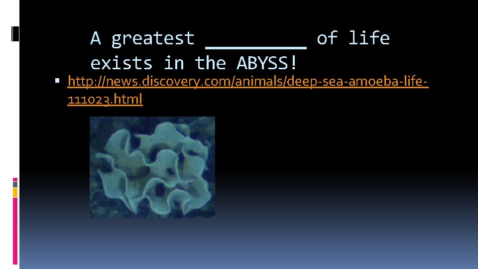 A greatest ____ of life exists in the ABYSS! http: //news. discovery. com/animals/deep-sea-amoeba-life 111023.