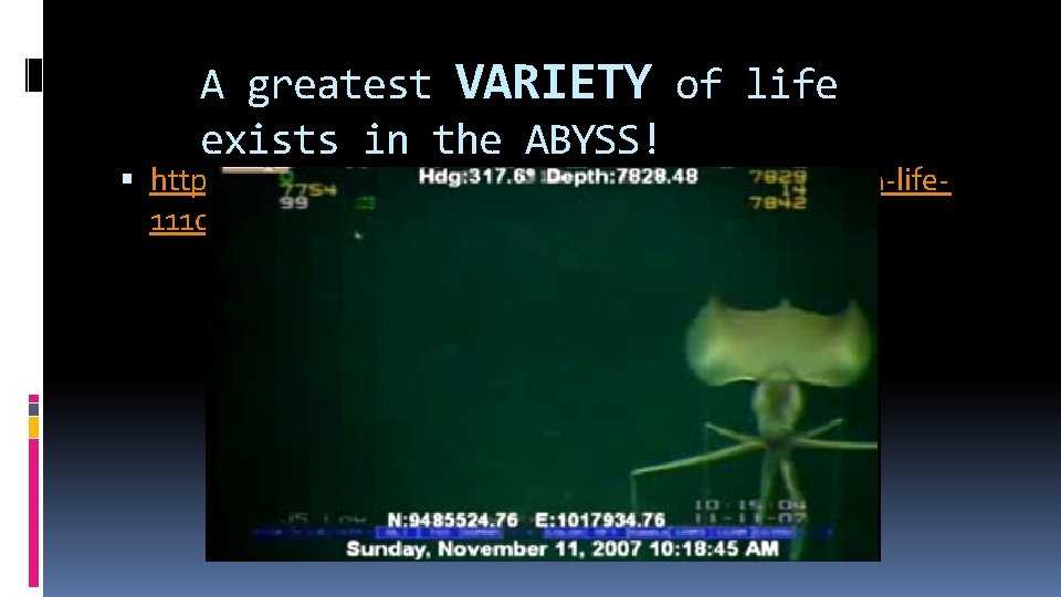 A greatest VARIETY of life exists in the ABYSS! http: //news. discovery. com/animals/deep-sea-amoeba-life 111023.