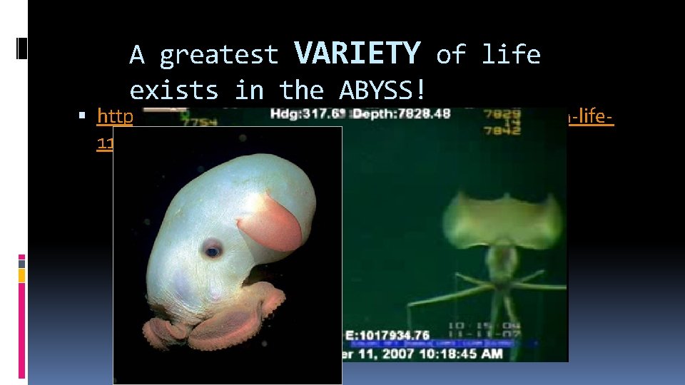 A greatest VARIETY of life exists in the ABYSS! http: //news. discovery. com/animals/deep-sea-amoeba-life 111023.